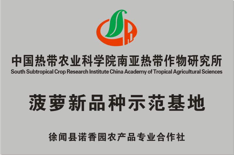 菠萝新品种示范基地